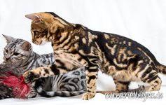 brown marbled Bengal